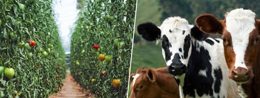 Un 'plan de mierda' para salvar el campo: Europa recurre al  estiércol para hacer frente a la crisis del fertilizante