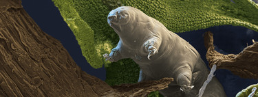 Podrías montar tu propia granja de tardígrados, el "bicho" más duro del mundo: aquí es donde podrás encontrarlos