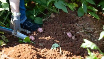 Investigadores catalanes convierten las patatas en plásticos biodegradables mediante una bacteria modificada