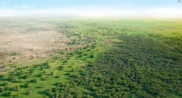 China plantó 66.000 millones de árboles donde antes solo había arena. Medio siglo después crecen más rápido que los bosques naturales