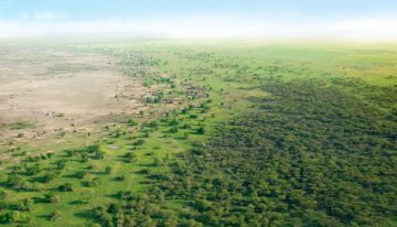 China plantó 66.000 millones de árboles donde antes solo había arena. Medio siglo después crecen más rápido que los bosques naturales