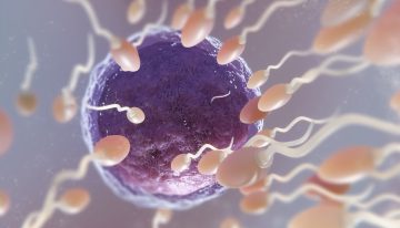 El esperma también envejece: los hombres mayores de 45 años tienen un 31% más de mutaciones genéticas que los menores de 30