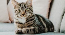 Los expertos lo tienen claro: «El confinamiento absoluto en pisos aburre y estresa a los gatos, alterando su naturaleza»