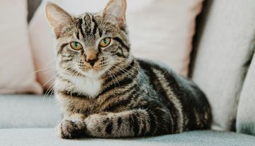 Los expertos lo tienen claro: «El confinamiento absoluto en pisos aburre y estresa a los gatos, alterando su naturaleza»