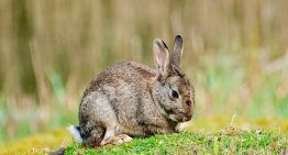Siempre habíamos creído que todos los conejos de la península ibérica eran el mismo tipo de conejo. Creíamos mal