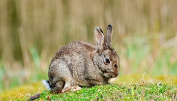 Siempre habíamos creído que todos los conejos de la península ibérica eran el mismo tipo de conejo. Creíamos mal