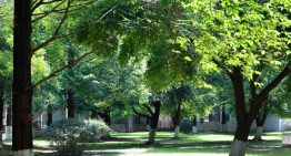 Los expertos creen que nos faltan árboles: «Una zona verde sin arbolado suficiente pierde gran parte de su capacidad para actuar»