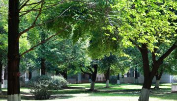 Los expertos creen que nos faltan árboles: «Una zona verde sin arbolado suficiente pierde gran parte de su capacidad para actuar»