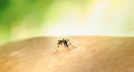 Adiós al mito de la «sangre dulce»: la ciencia ya sabe por qué los mosquitos te acribillan a ti y no al de al lado