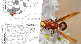 La avispa que caza abejas para alimentar a sus crías ya está está en toda Andalucía, y no es la única