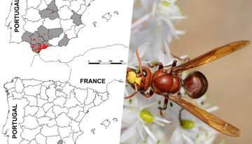 La avispa que caza abejas para alimentar a sus crías ya está está en toda Andalucía, y no es la única
