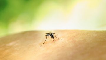 Llevamos años echándonos DEET para repeler a los mosquitos. El único problema es que, mal hecho, es su comida favorita