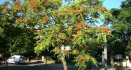 En el siglo XIX se plantaba en los parques por su belleza: hoy este árbol es uno de los que más tuberías y aceras rompe en España