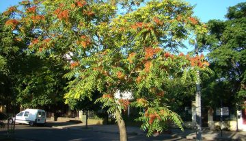 En el siglo XIX se plantaba en los parques por su belleza: hoy este árbol es uno de los que más tuberías y aceras rompe en España