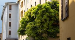 Las ciudades españolas están llenas de un árbol que lo ensucia todo de flores y frutos. Tienen una razón para estar ahí