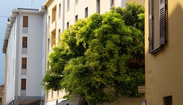 Las ciudades españolas están llenas de un árbol que lo ensucia todo de flores y frutos. Tienen una razón para estar ahí