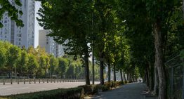 Los expertos apuntan que nos faltan árboles: «Con olas de calor cada vez más frecuentes, podría darse más importancia al arbolado urbano»