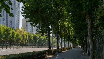 Los expertos apuntan que nos faltan árboles: «Con olas de calor cada vez más frecuentes, podría darse más importancia al arbolado urbano»