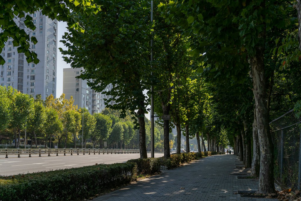 Los expertos apuntan que nos faltan árboles: "Con olas de calor cada vez más frecuentes, podría darse más importancia al arbolado urbano" 