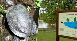 El Galápago de Florida ha encontrado un nuevo hogar: un lago en un barrio de Pamplona. Hace una década encontraron 300