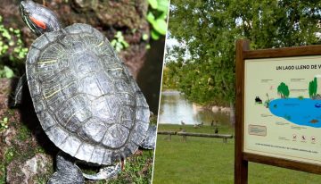 El Galápago de Florida ha encontrado un nuevo hogar: un lago en un barrio de Pamplona. Hace una década encontraron 300