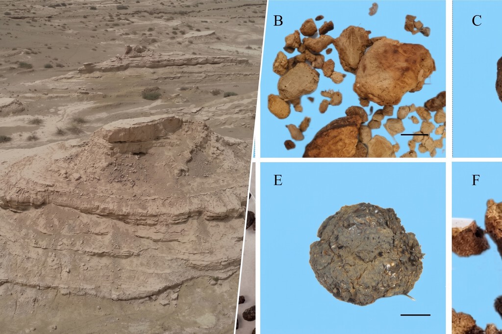 Hemos encontrado un excremento fosilizado y ahora sabemos que en el desierto más árido de Asia hace 4.000 años había un bosque 