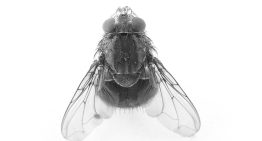 Buscaban el mosquito del virus del Nilo en las marismas de Doñana. Encontraron cuatro tipos de moscas que chupan sangre