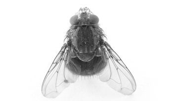 Buscaban el mosquito del virus del Nilo en las marismas de Doñana. Encontraron cuatro tipos de moscas que chupan sangre