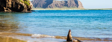 Las Galápagos han sido durante siglos un santuario natural prácticamente virgen. Hasta que llegaron los turistas
