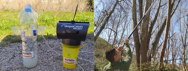 Aragón está infestada de avispones asiáticos. Su solución ha sido extremadamente sencilla: poner botellas de plástico