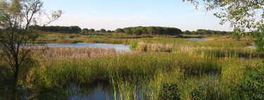 Doñana lleva décadas al borde del precipicio. Ahora tenemos un experimento para ver si podemos rehacerla desde cero