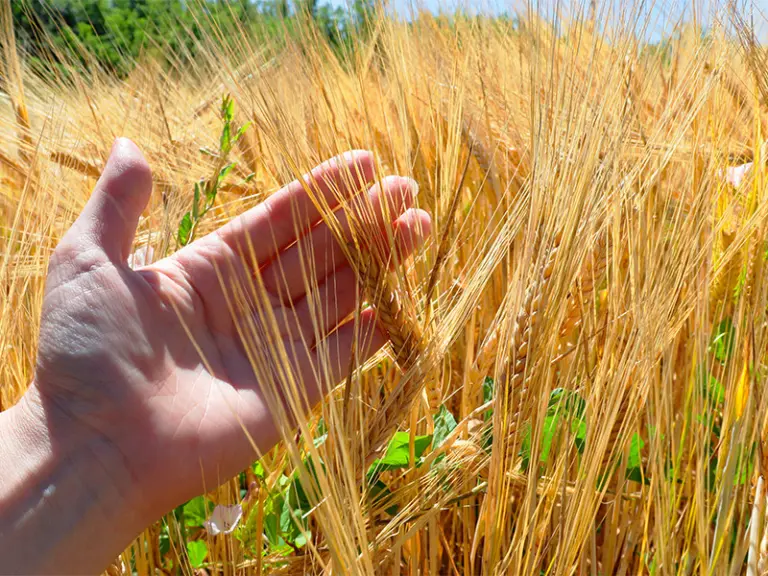 La agricultura regenerativa avanza como apuesta para proteger el futuro de la alimentación