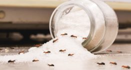 La guía completa para acabar con las hormigas, cucarachas y otros insectos en casa (también en verano)