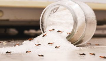 La guía completa para acabar con las hormigas, cucarachas y otros insectos en casa (también en verano)