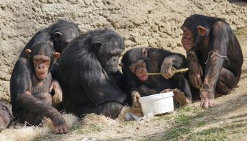 Los niños y los monos comparten una comprensión común de la geometría