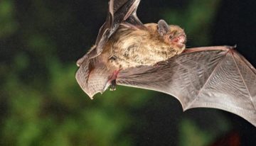 Rabia, hantavirus, gripe aviar o virus del Nilo Occidental: el 75% de las enfermedades infecciosas emergentes en humanos tienen origen animal