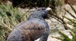 Gastan más de 5 millones de euros para liberar 30 aves y en seis meses solo sobrevive una