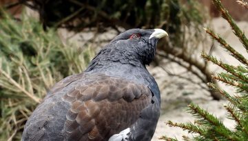 Gastan más de 5 millones de euros para liberar 30 aves y en seis meses solo sobrevive una