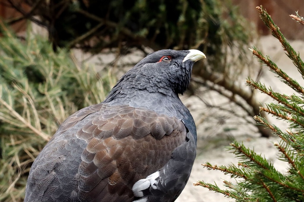 Gastan más de 5 millones de euros para liberar 30 aves y en seis meses solo sobrevive una 