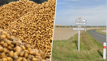 Un agricultor regaló 500 toneladas de patatas en un campo para que no se pudrieran. Se convirtió en una romería de oportunistas