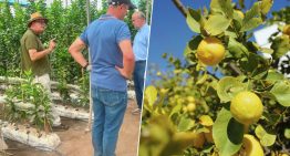 Miles de árboles limoneros en España viven una crisis histórica: el virus que ha puesto en jaque a toda la industria