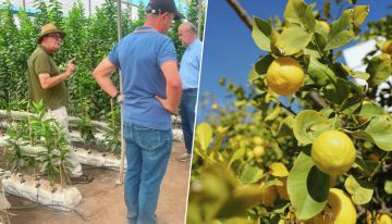Miles de árboles limoneros en España viven una crisis histórica: el virus que ha puesto en jaque a toda la industria