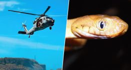 En 2013 EEUU lanzó 2.000 ratones cargados de paracetamol para aniquilar la criatura de una isla. Los resultados siguen sorprendiendo
