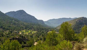 Mallorca se enfrenta a un dilema para salvar sus acuíferos: plantar un millón de árboles o construir otra gran desaladora