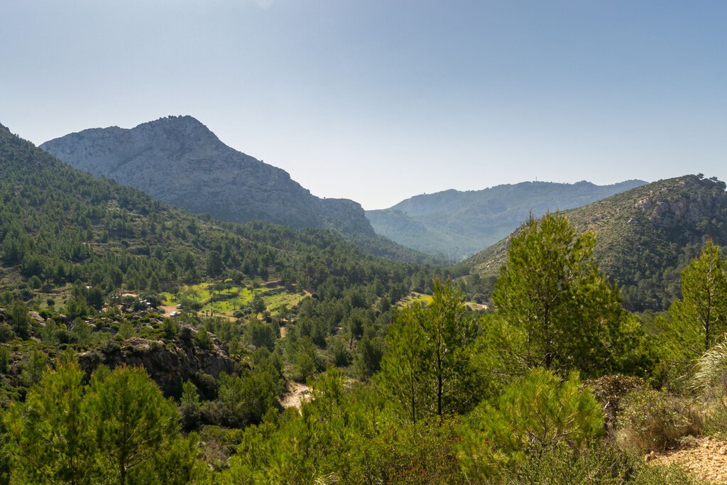 Mallorca se enfrenta a un dilema para salvar sus acuíferos: plantar un millón de árboles o construir otra gran desaladora 