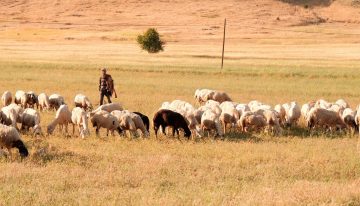 Ante la ola de calor, pastores de La Rioja han decidido salir con las ovejas a las cinco y volver «hasta que ya no puedan»