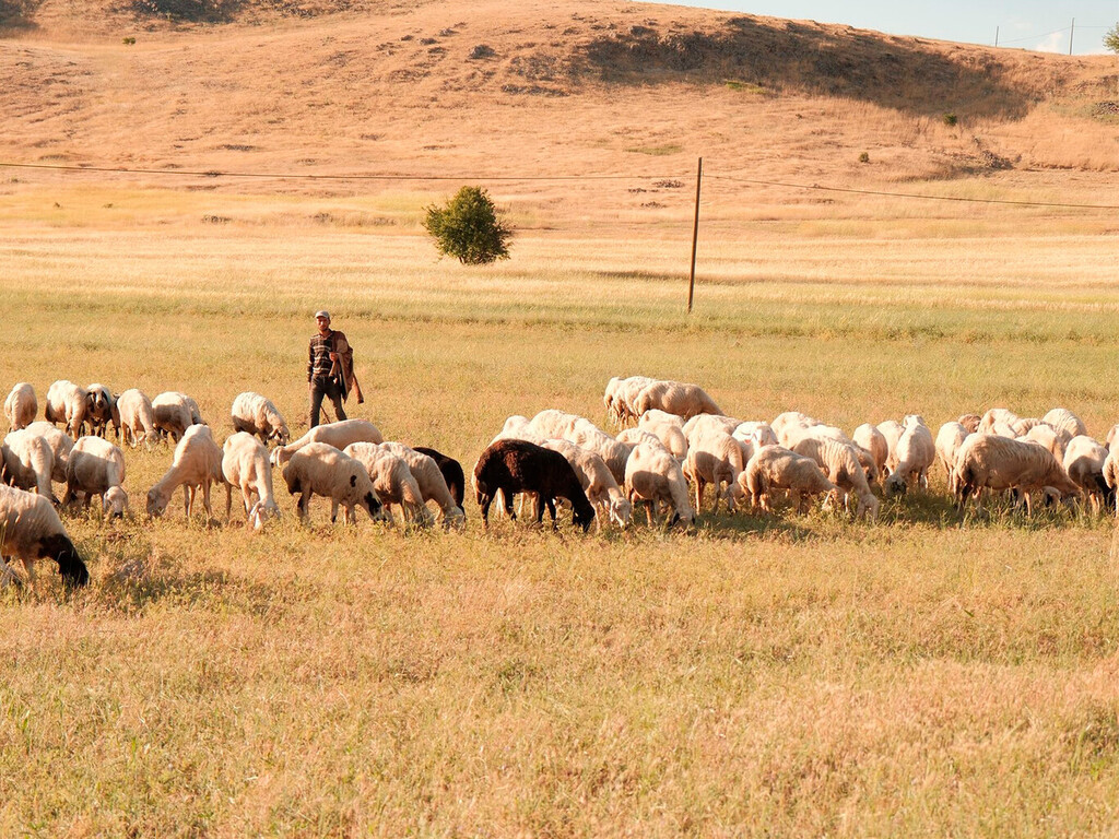 Ante la ola de calor, pastores de La Rioja han decidido salir con las ovejas a las cinco y volver "hasta que ya no puedan" 