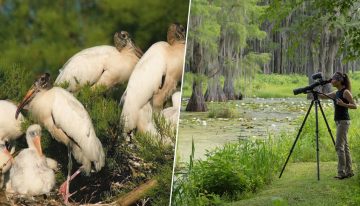 En 2007, una pareja de Florida compró un pantano inmenso para evitar la urbanización. La naturaleza les ha devuelto el favor con creces