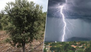 Plantaron encinas para hacerse ricos con trufa negra. 20 años después, protegen Valencia de las tormentas