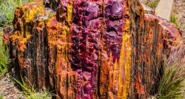 Cuando este bosque murió el resultado no fue polvo: 225 millones de años después explotó en uno de los lienzos más espectaculares de la Tierra